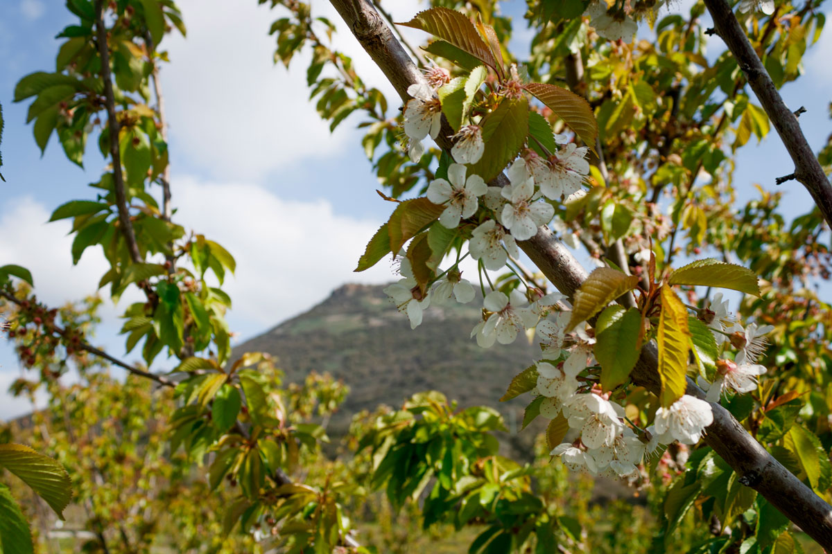 campi_ciliegie_kariasa_cosmetici_naturali_mandeinitaly_Impresa_agricola_zonca_bonnanaro_sardegna_italia