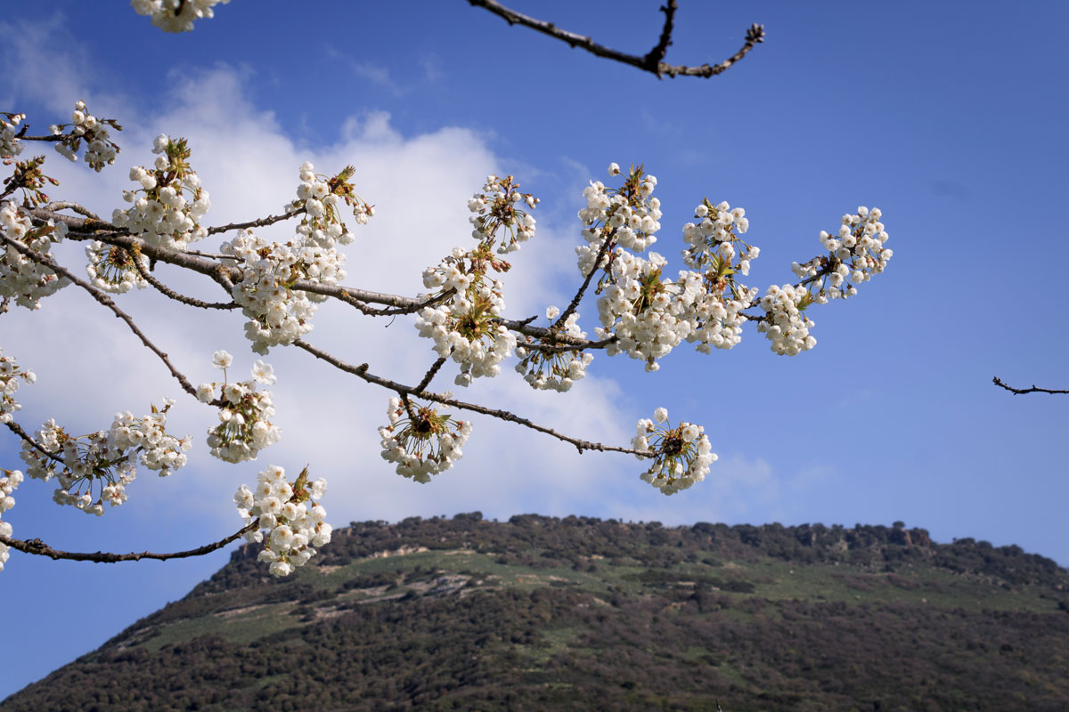 campi_ciliegie_monte_santi_kariasa_cosmetici_naturali_Impresa_agricola_zonca_bonnanaro_sardegna_italia