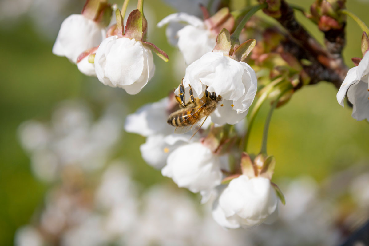 fiore_ciliegia_Impresa_agricola_zonca_bonnanaro_sardegna_kariasa_cosmetici_naturali