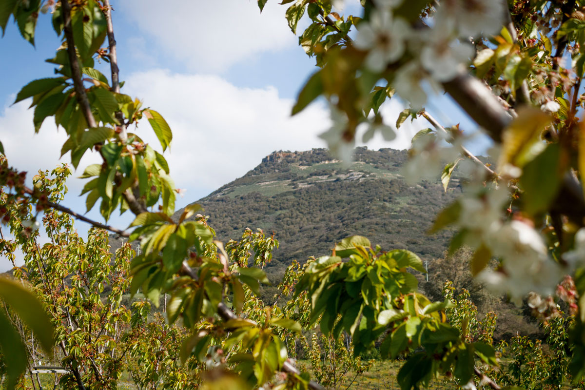 monte_santu_campi_ciliegie_kariasa_cosmetici_naturali_Impresa_agricola_zonca_bonnanaro_sardegna_italia